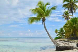 Palm Trees on Beach for Last Minute Family Friendly Accommodation